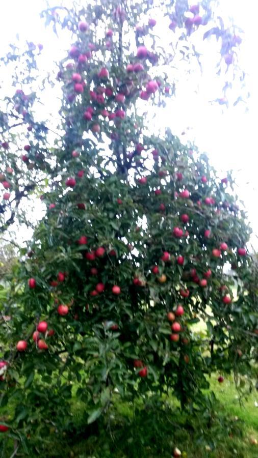 B&B Aan De Limes In Maurik Dış mekan fotoğraf