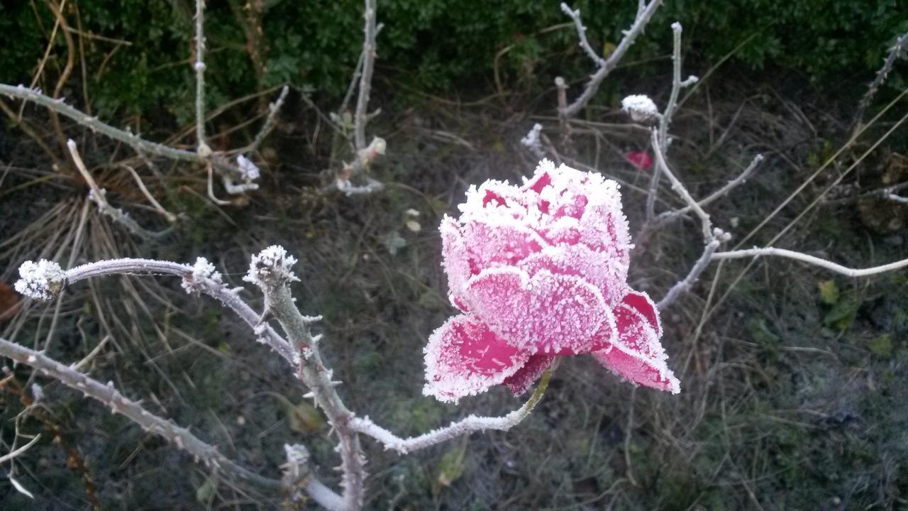 B&B Aan De Limes In Maurik Dış mekan fotoğraf